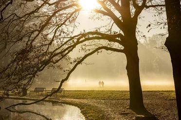 Adenauer Weiher Autumn atmosphere at the Adenauerweiher pond with rays of sunshine, misty meadow and trees.