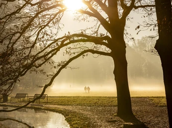 Adenauer Weiher Herbstliche Stimmung am Adenauerweiher mit Sonnenstrahlen, nebliger Wiese und Bäumen.Autumn atmosphere at the Adenauerweiher pond with rays of sunshine, misty meadow and trees.