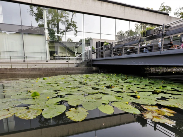 Bildungswerkstatt Pond covered with water lilies in front of a building