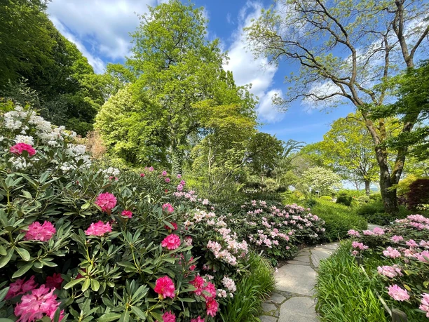 Rhododendren im Asiatischen Garten im Freizeitzentrum Finkenrech