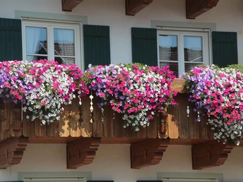 blumenbalkon