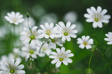 Viele kleine, weiße Blumen. Buschwindröschen am Wegserand.