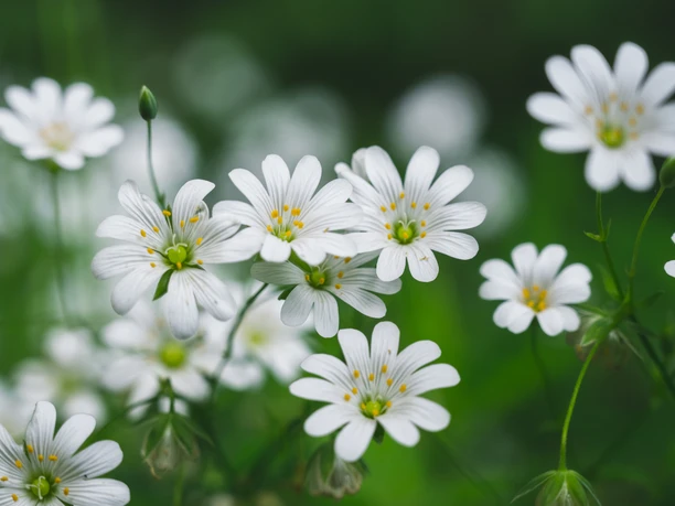 Viele kleine, weiße Blumen. Buschwindröschen am Wegserand.