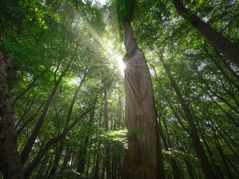 Blick in die Baumkronen Man schaut nach oben in die Bäume. Die Sonne scheint durch die Blätter.