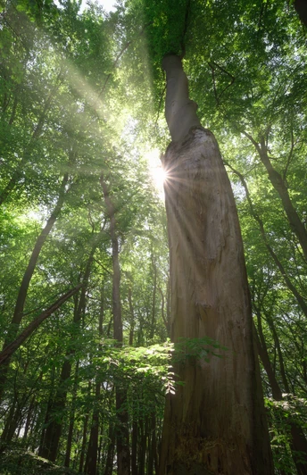 Blick in die Baumkronen