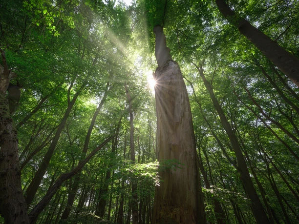Blick in die Baumkronen Man schaut nach oben in die Bäume. Die Sonne scheint durch die Blätter.