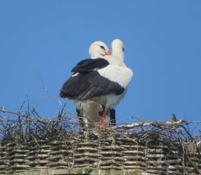 Störche Zwei Weißstörche stehen eng beieinander auf einem Nest aus Zweigen unter einem klaren blauen Himmel.