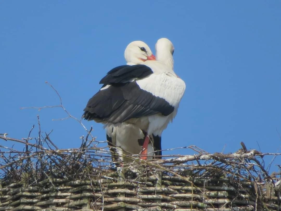 Störche Zwei Weißstörche stehen eng beieinander auf einem Nest aus Zweigen unter einem klaren blauen Himmel.