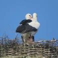 Störche Zwei Weißstörche stehen eng beieinander auf einem Nest aus Zweigen unter einem klaren blauen Himmel.