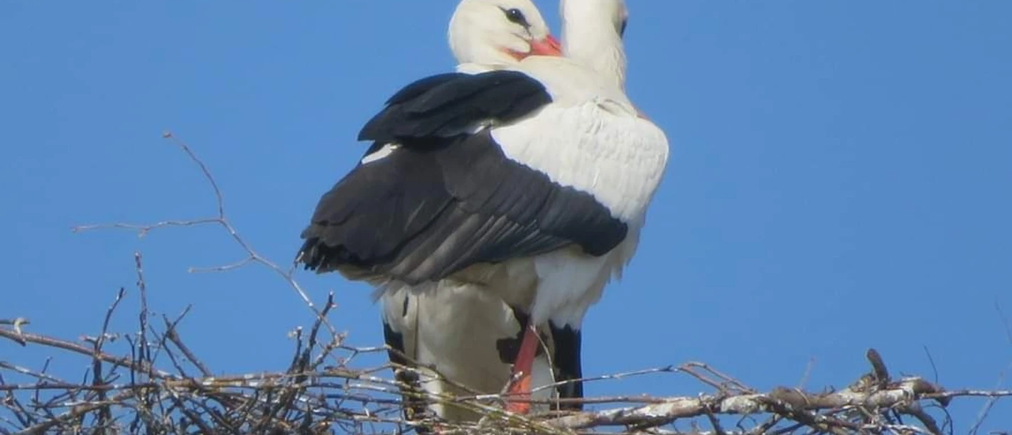 Störche Zwei Weißstörche stehen eng beieinander auf einem Nest aus Zweigen unter einem klaren blauen Himmel.