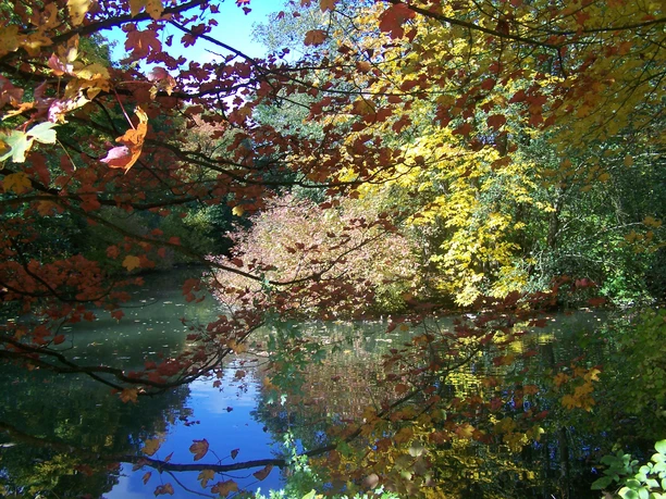 herbstlicher Mikrokosmos herbstlicher Mikrokosmos