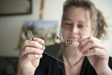 Hinterglasmalerei Dichtl Künstlerin hält eine Glasplatte mit Schmetterlingsbild in der Hand.