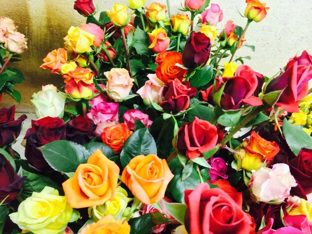 Roses de Weggis Roses de Weggis