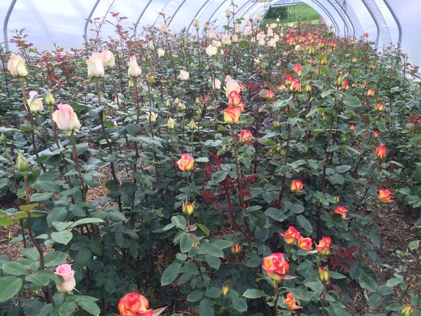 Roses de Weggis Roses de Weggis