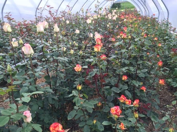 Weggiser Rosen Weggiser RosenWeggis rosesRoses de Weggis