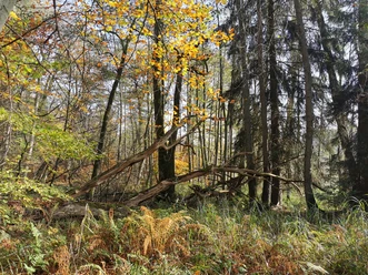 Waldweg in Ventschau Waldweg in Ventschau