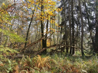 Waldweg in Ventschau Waldweg in Ventschau