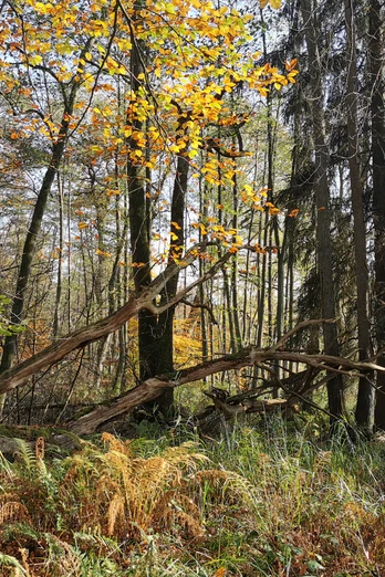 Waldweg in Ventschau Waldweg in Ventschau