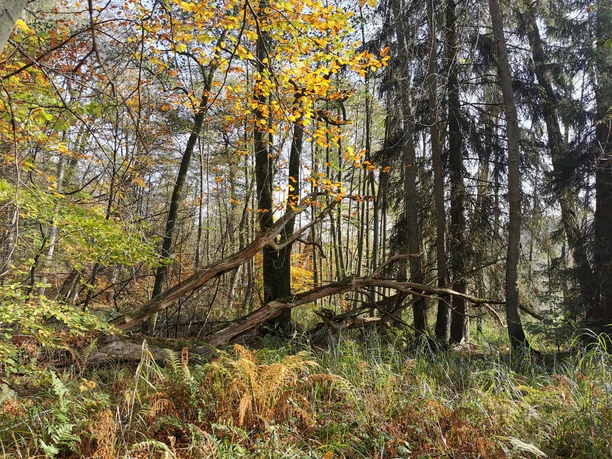 Waldweg in Ventschau Waldweg in Ventschau