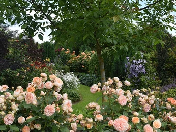 Rosenhaven-Frederiksgård_hyggelig_have_på_øen_Als