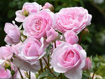 Rosenhaven-Frederiksgård_pragtfuld_rose_i_lyserødt