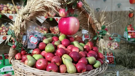 Symbolbild: Äpfel aus dem Bergischen Land Ein großer Korb voller roter Äpfel und Birnen, dekoriert mit Stroh, steht in einem rustikalen Marktstand.
