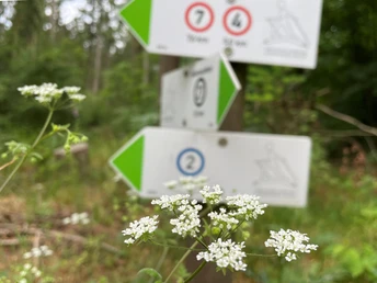 Wanderwegweiser im Rießel bei Bad Bevensen