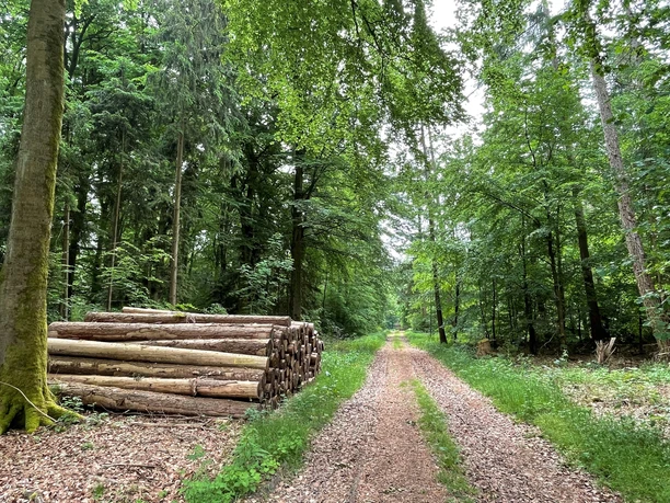 Waldweg im Rießel bei Bad Bevensen