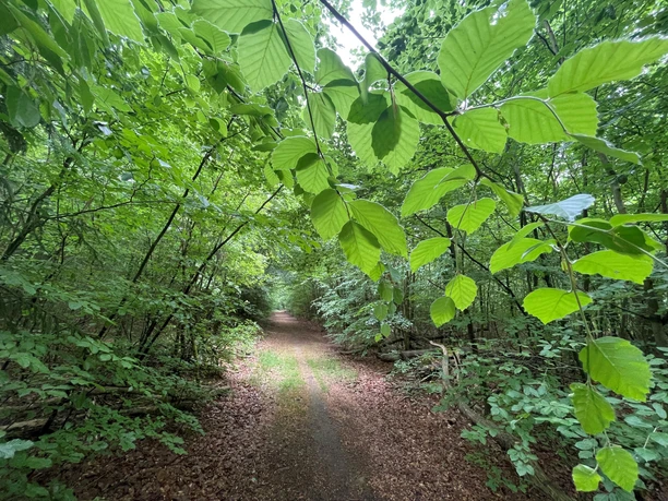 Buchen im Wald Rießel bei Bad Bevensen
