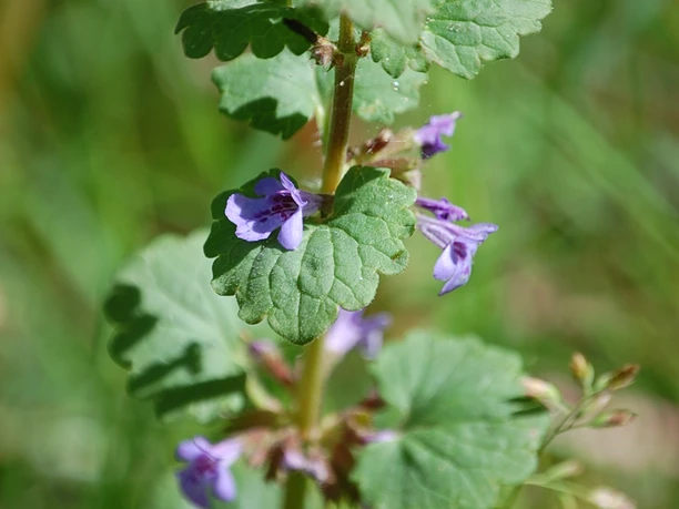 Heilpflanzenlehrpfad (1).JPG