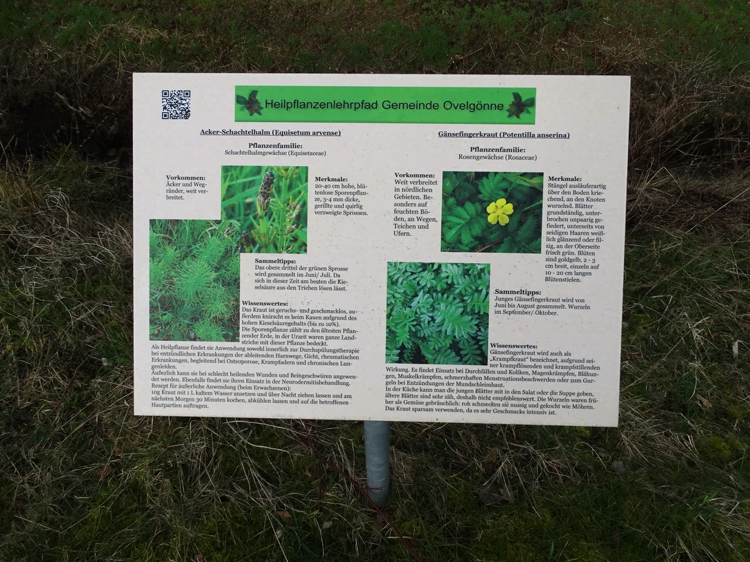 Heilpflanzenlehrpfad Informationstafel