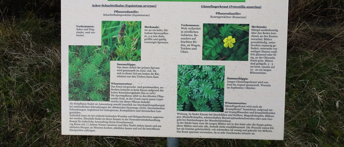 Heilpflanzenlehrpfad Informationstafel