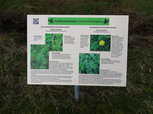 Heilpflanzenlehrpfad Informationstafel