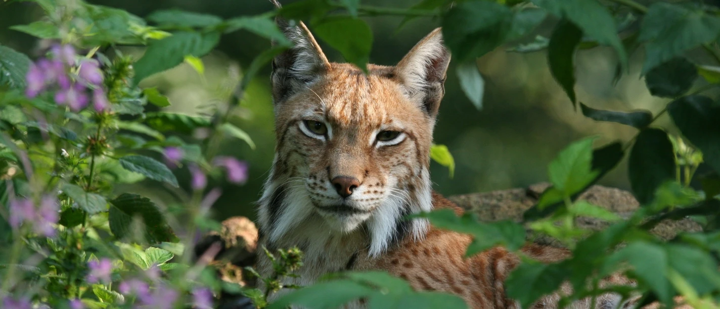 Luchs