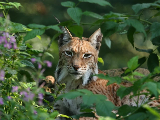 Luchs Luchs