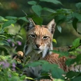 Luchs_Foto_Ole_Anders.jpg