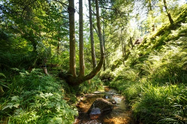 Nationalpark Schwarzwald am Schliffkopf