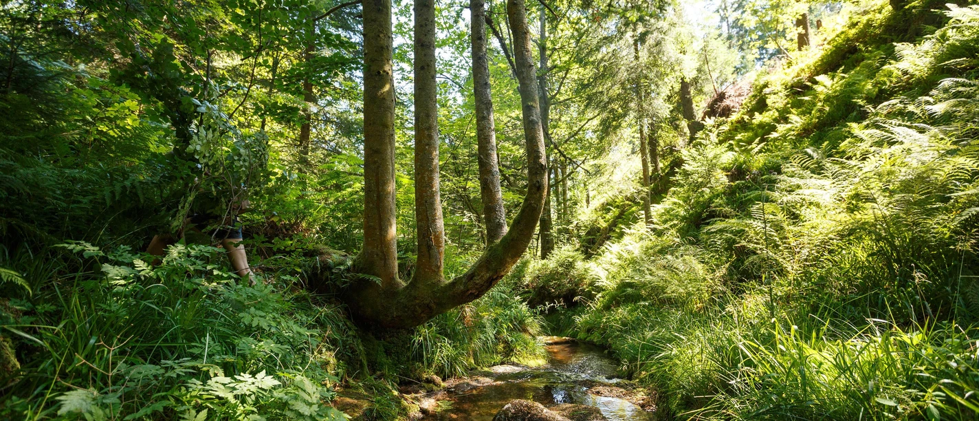 Nationalpark Schwarzwald am Schliffkopf