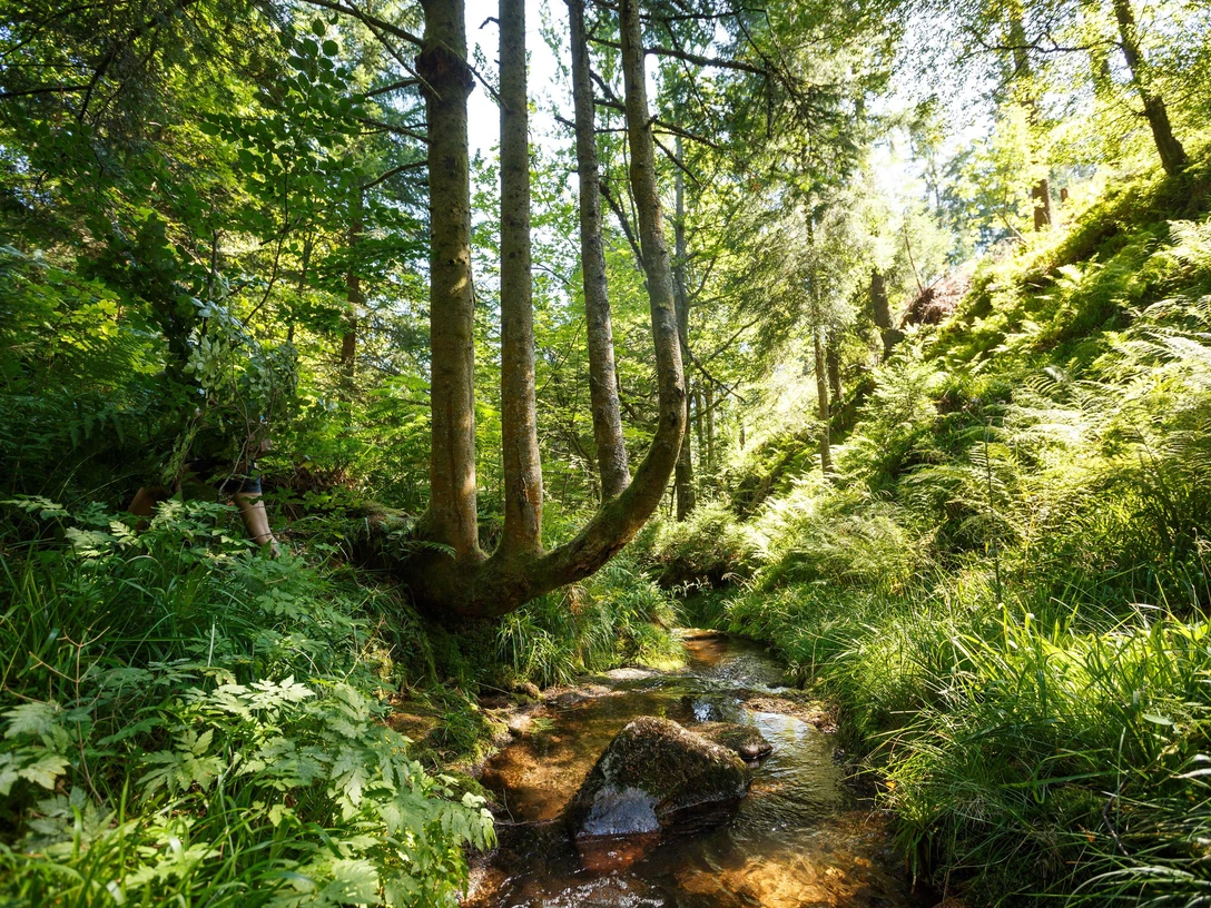 Nationalpark Schwarzwald