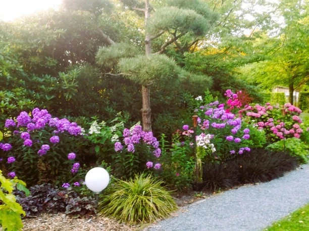 Impression Garten Angelika und Holger Ihler.jpg Ein bunter, blühender Garten mit violetten und pinken Blumen, gesäumt von einem Kiesweg und umgeben von sattem Grün.