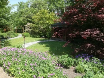 Beet Garten Angelika und Holger Ihler.jpg Gartenansicht im Sonnenlicht: üppiges Blumenbeet in kräftigem Rosa, flankiert von dichtem, grünem Blattwerk und dekorativen Bäumen, mit einem geschwungenen Kiespfad im Hintergrund.