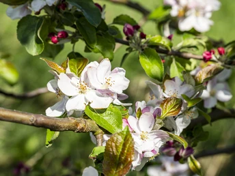 Obstbaumblüte an der Krainke in Gülze Obstbaumblüte an der Krainke in GülzeFruit tree blossom on the Krainke in GülzeFloraison des arbres fruitiers le long de la Krainke à Gülze