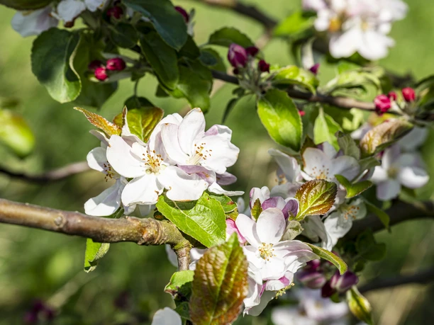 Obstbaumblüte an der Krainke in Gülze Obstbaumblüte an der Krainke in Gülze