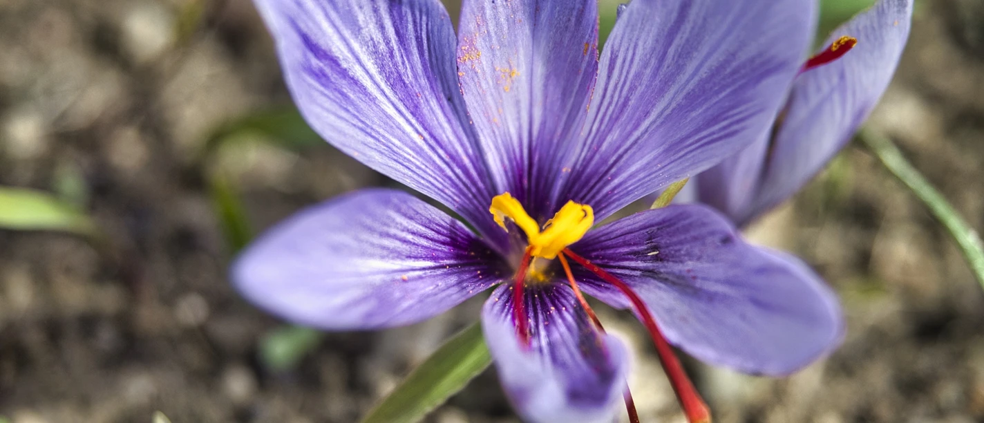 Saffron nature trail Saffron nature trail