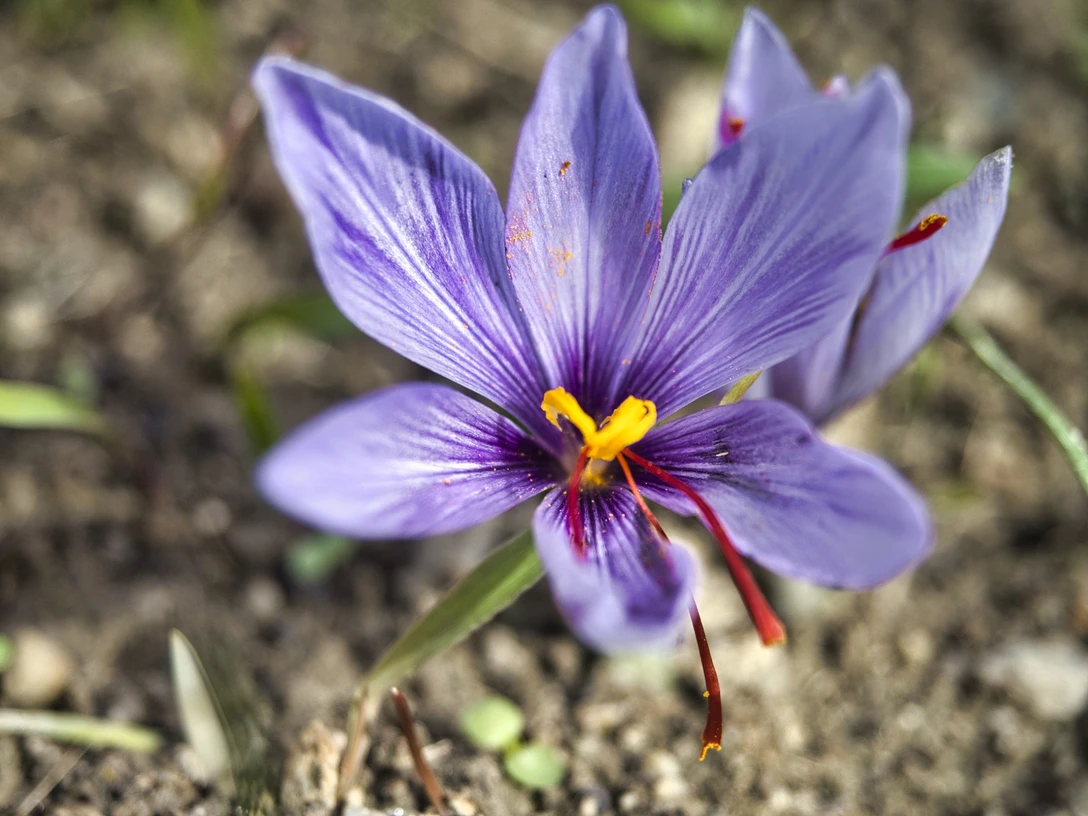 Sentier didactique du safran SafranlehrpfadSaffron nature trailSentier didactique du safran
