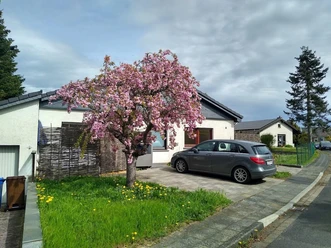 Kirschblüte im Mai