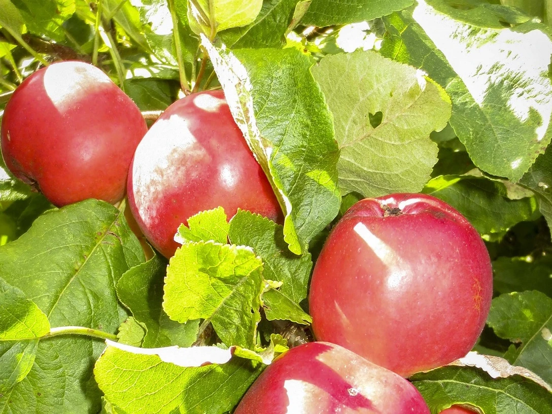 Streuobstwiese - legaler Apfelklau