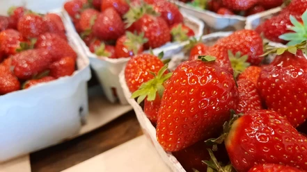 Erdbeeren Frische Erdbeeren in weißen Schalen, leuchtend rot und saftig, mit grünen Blättern an der Spitze.