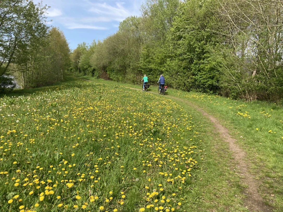 Radfahrer mit Landschaft Löwenzahn Zwei Radfahrer auf einem schmalen Radweg in einer grünen Landschaft mit Bäumen und Löwenzahn