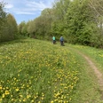 Radfahrer mit Landschaft Löwenzahn Zwei Radfahrer auf einem schmalen Radweg in einer grünen Landschaft mit Bäumen und Löwenzahn